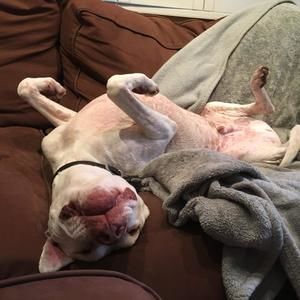 Meet your Posher, Adam